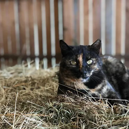 Hébergement de vacances Selbstversorgerhaus Herisch Schladming